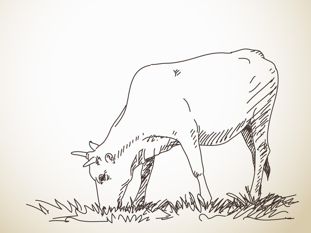 Hand drawn sketch of cow - Vector, afbeelding