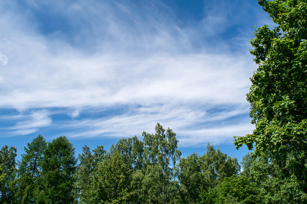 Blue sky with clouds - Фото, зображення