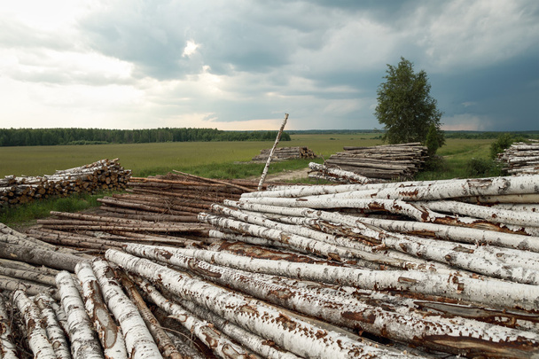 Trunks of trees cut and stacked  - Photo, Image