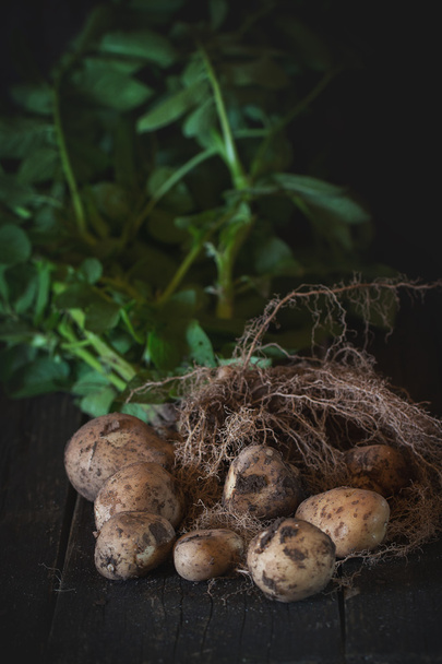 Young potatoes with soil - 写真・画像