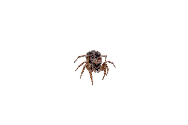 Araña marrón sobre fondo blanco
 - Foto, imagen
