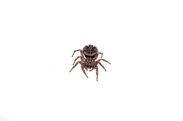 καφέ αράχνη σε λευκό φόντο - Φωτογραφία, εικόνα
