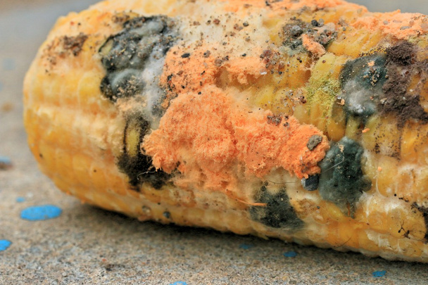 腐ったトウモロコシのカビの生えたオレンジ - 写真・画像