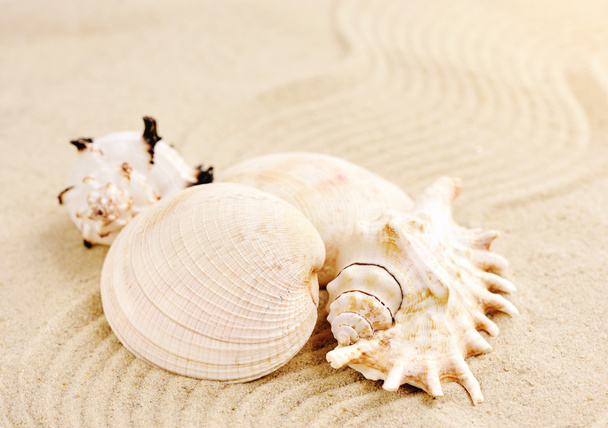Sea shells on sandy beach - Фото, зображення