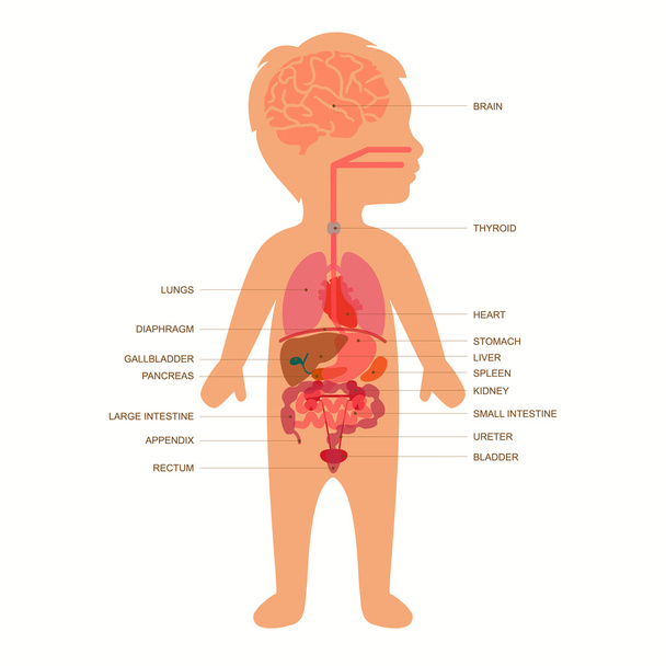 human body anatomy,  child - Vector, Image