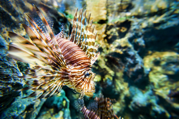 Lionfish ya da Pterois mil - Fotoğraf, Görsel