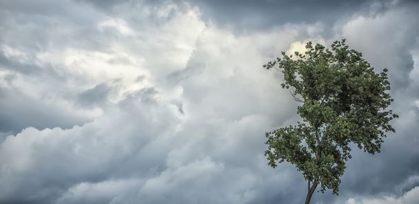 Panoramic view of gloomy sky and tree - 写真・画像
