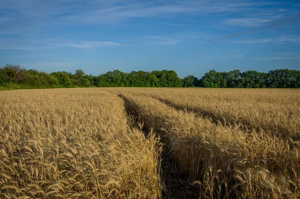 Ripe gold wheat - Photo, Image