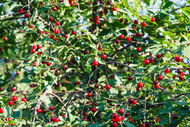 viele rote Kirschen am Baum im Sommer - Foto, Bild