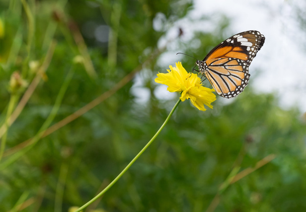 Danaidae, monarch butterfly - Zdjęcie, obraz