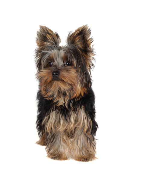 Sweet Yorkshire Terrier - Photo, Image