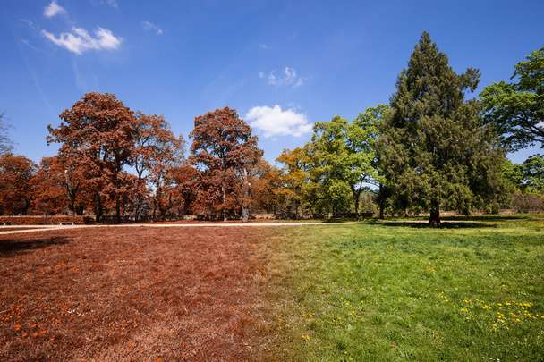 Autumn and summer park at sunny day - Photo, Image