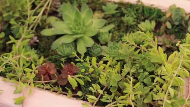 Sok kis pozsgás növények, a keretben - Felvétel, videó