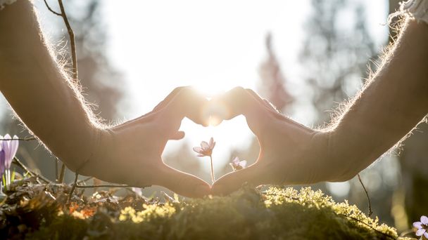 Hands Forming Heart Shape Around Small Flower - 写真・画像