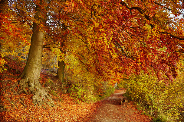 Trail in autumn forest - Photo, Image