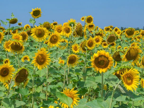 Blooming sunflowers - Photo, Image