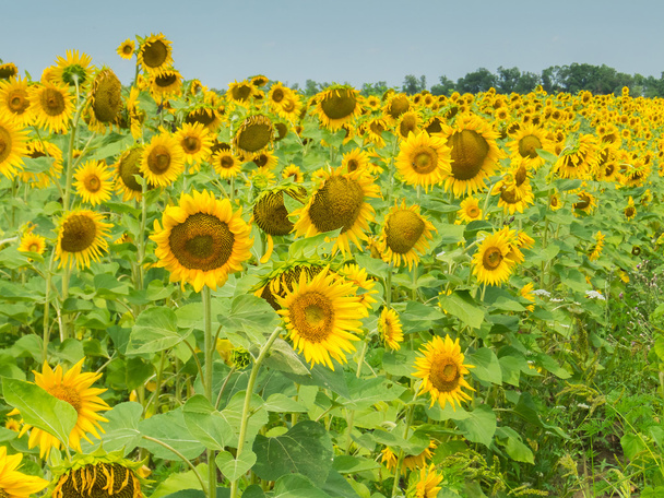 Kukkivat auringonkukat
 - Valokuva, kuva