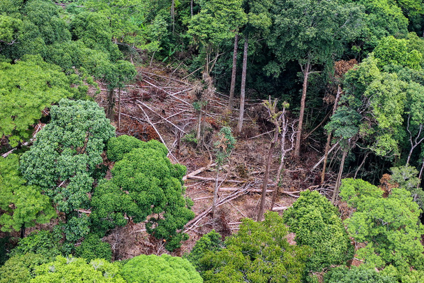 Sademetsässä olevien kaatuneiden puiden antenni
 - Valokuva, kuva