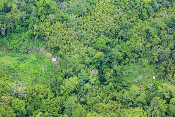 Aerial of  cut trees on ground in rainforest - Photo, Image