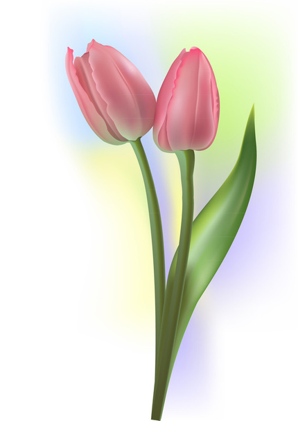 Tulpenblüte - Vektor, Bild