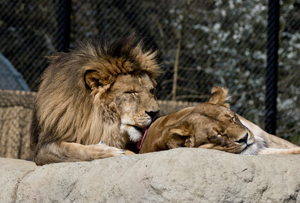 lions - Photo, Image