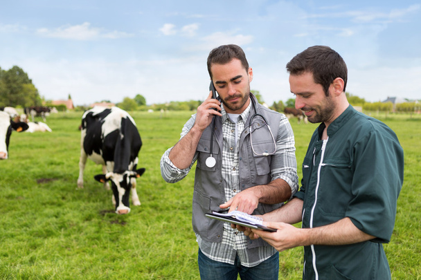 Landwirt und Tierarzt arbeiten auf einer Weide mit Kühen zusammen - Foto, Bild