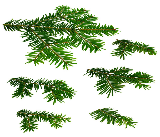 Twigs of fir (Abies) in a perspective view on a white background - Photo, Image