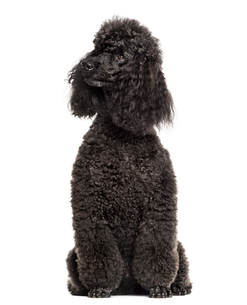 Poodle sitting in front of a white background - Photo, Image