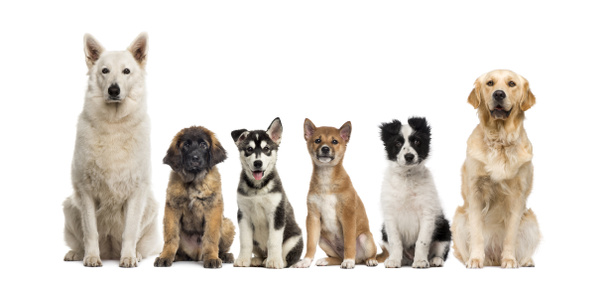 Группа собак сидит на белом фоне
 - Фото, изображение