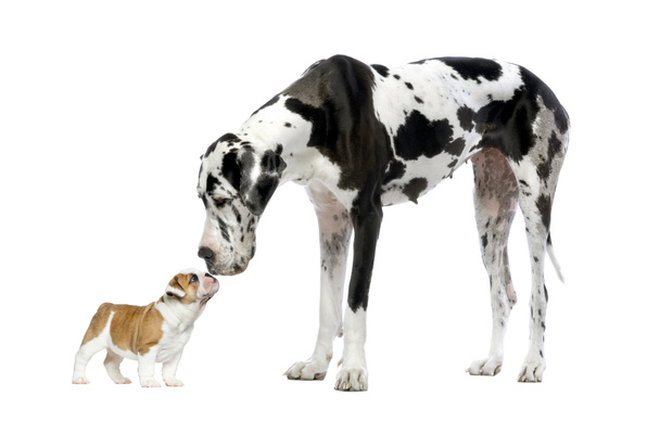 Great Dane looking at a French Bulldog puppy in front of a white - Photo, Image
