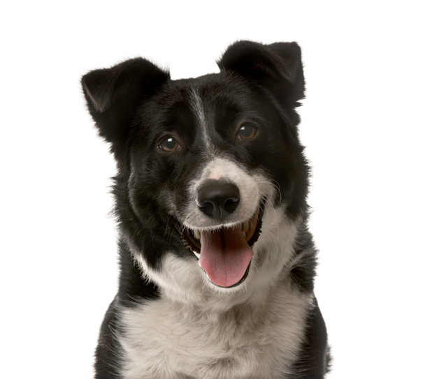 Primo piano di un cane di razza incrociata davanti a uno sfondo bianco
 - Foto, immagini