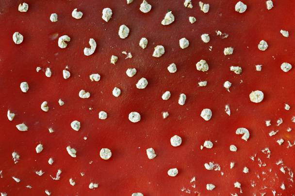 Close-up of a fly agaric - Photo, Image