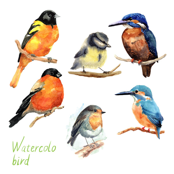 Hand drawn watercolor birds. - Photo, Image
