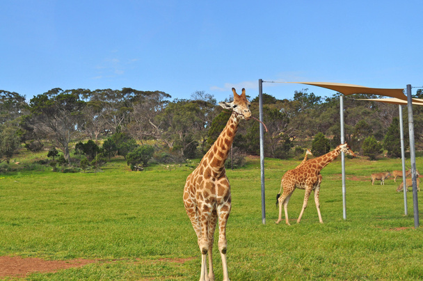 Giraffen hun natuurlijke habitat. National Forest. - Foto, afbeelding