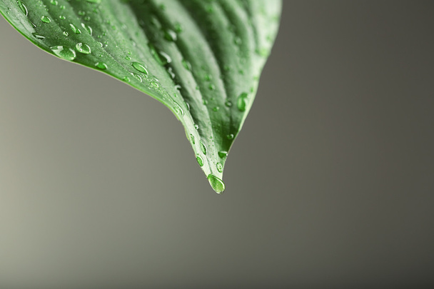 Green leaf with droplets - Foto, imagen