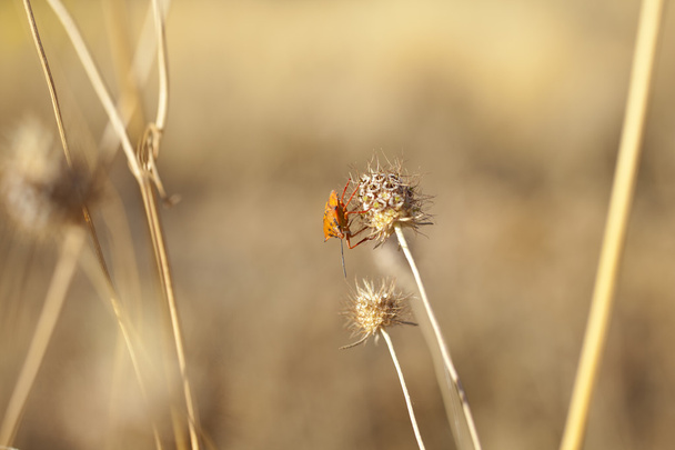 Insect on dried flower - Photo, Image