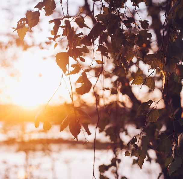 A set of fresh birch leaves in the sunset with a beautiful blurr - Fotó, kép