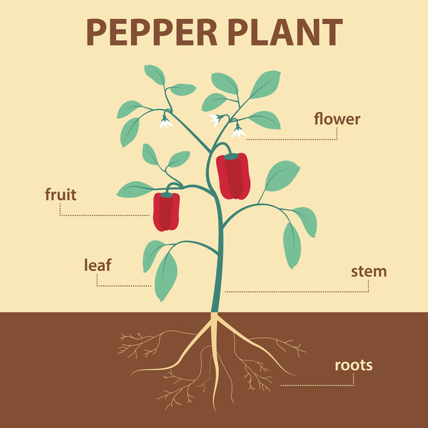 pepper plant - Vector, Image