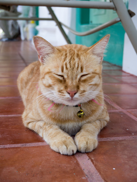 Sárga bengáli macska - Fotó, kép
