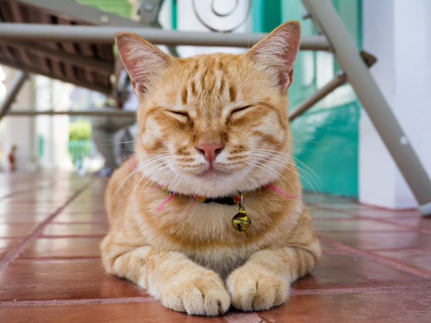 Sárga bengáli macska - Fotó, kép