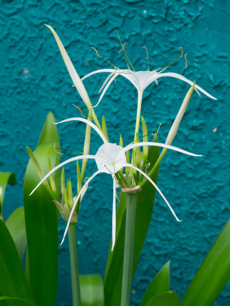 Crinum Lily or Spider Lily. - Photo, Image