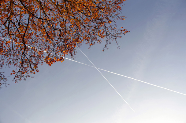 levelek és ágak, juhar fa repülőgép csíkokkal - Fotó, kép