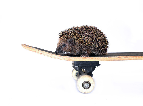 Little forest hedgehog on a skateboard isolated - Foto, afbeelding