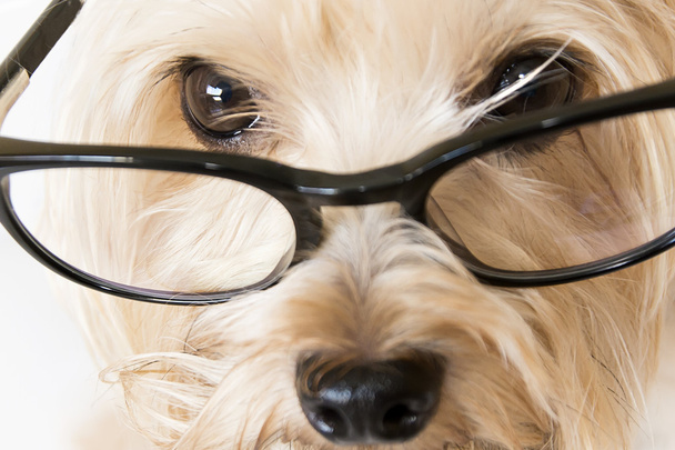 Closeup psa s brýlemi - Fotografie, Obrázek