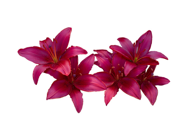 Lily varieties flowers - Zdjęcie, obraz