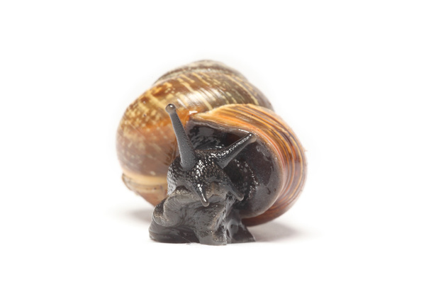 Front view of Snail on white background - Photo, Image