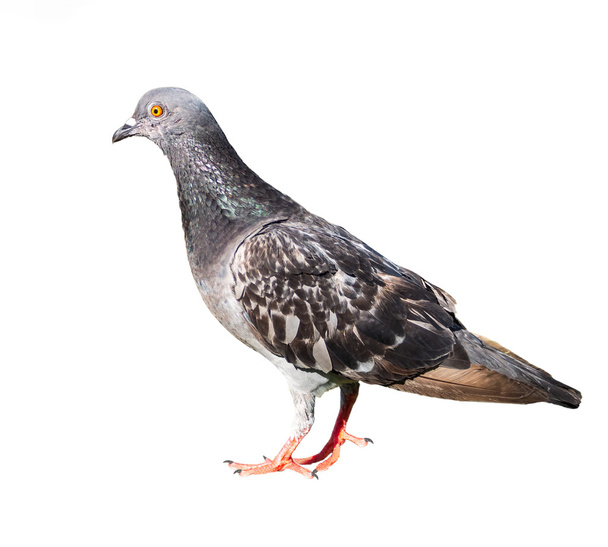 pigeon birds isolated on white background - Foto, Bild