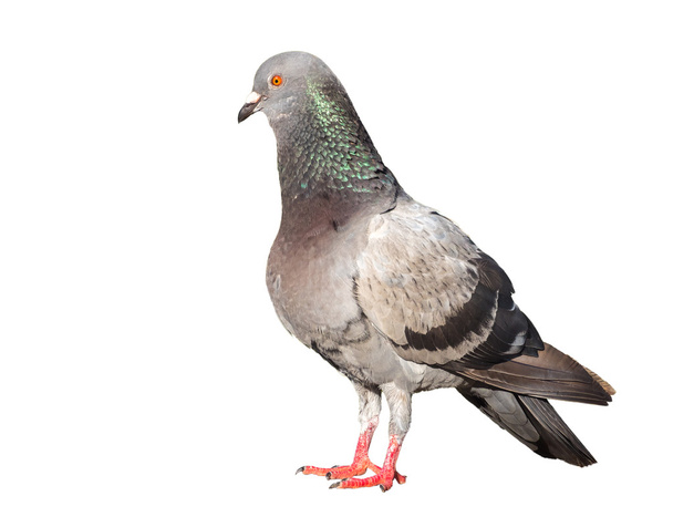 pigeon bird isolated on white background - Photo, Image