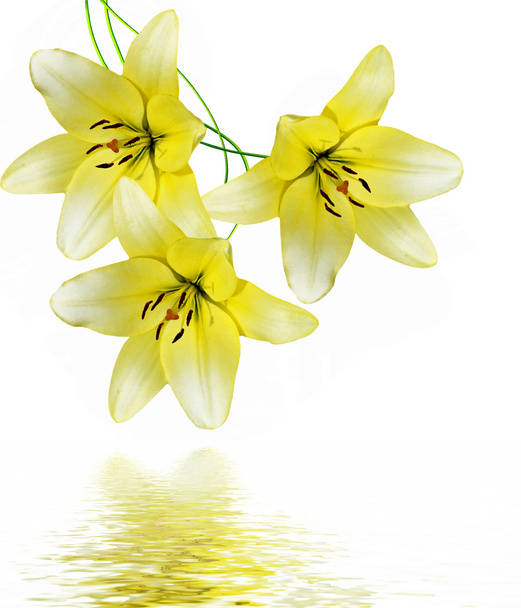 flores de lirio aisladas sobre fondo blanco - Foto, imagen