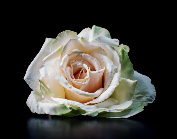 Bílá růže izolovaných na černé poza - Fotografie, Obrázek